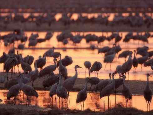 自然奇观：动物大迁徙(鹤类)