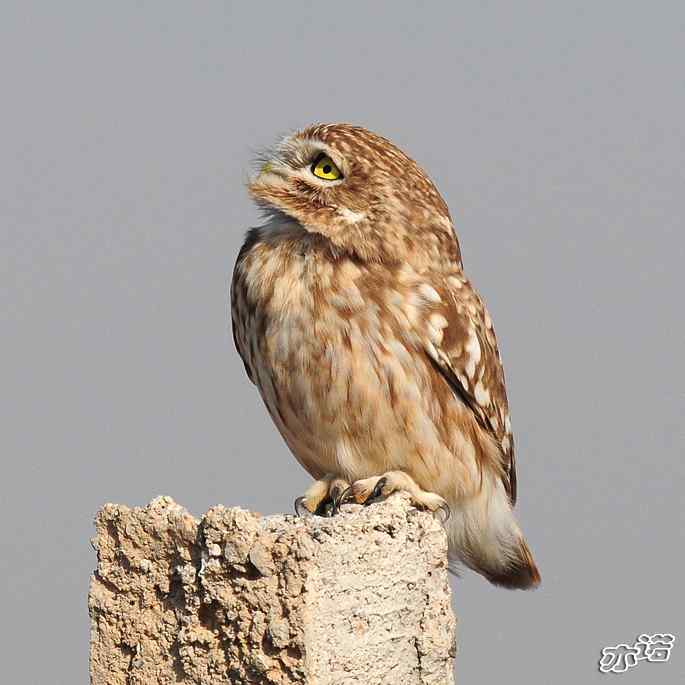 官厅水库&nbsp;wbr路&nbsp;wbr练桩的纵纹腹小鸮