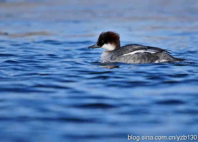 冰之恋(组图,5张照片) 冰之恋(组图,5张照片)