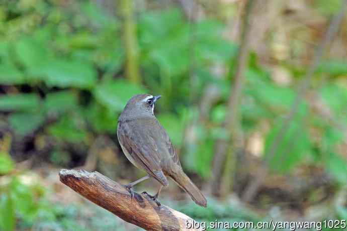 雄性红喉歌鸲（12）