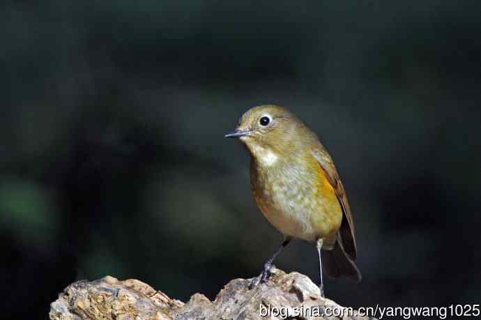 雌性红胁蓝尾鸲（74）