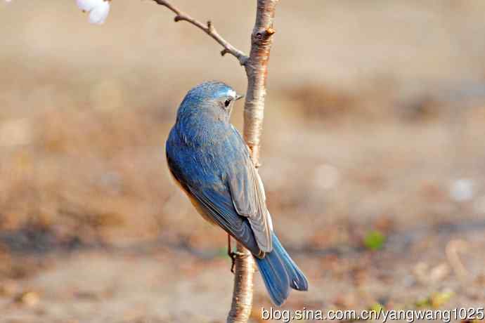 桃花与雄性红胁蓝尾鸲