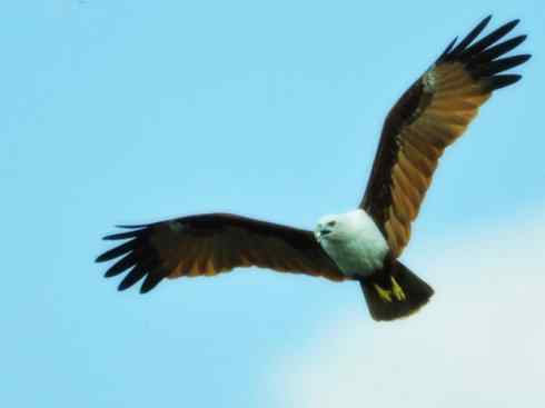 白头鸟系列：另类的美丽12