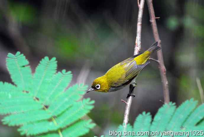 红胁绣眼鸟（3）