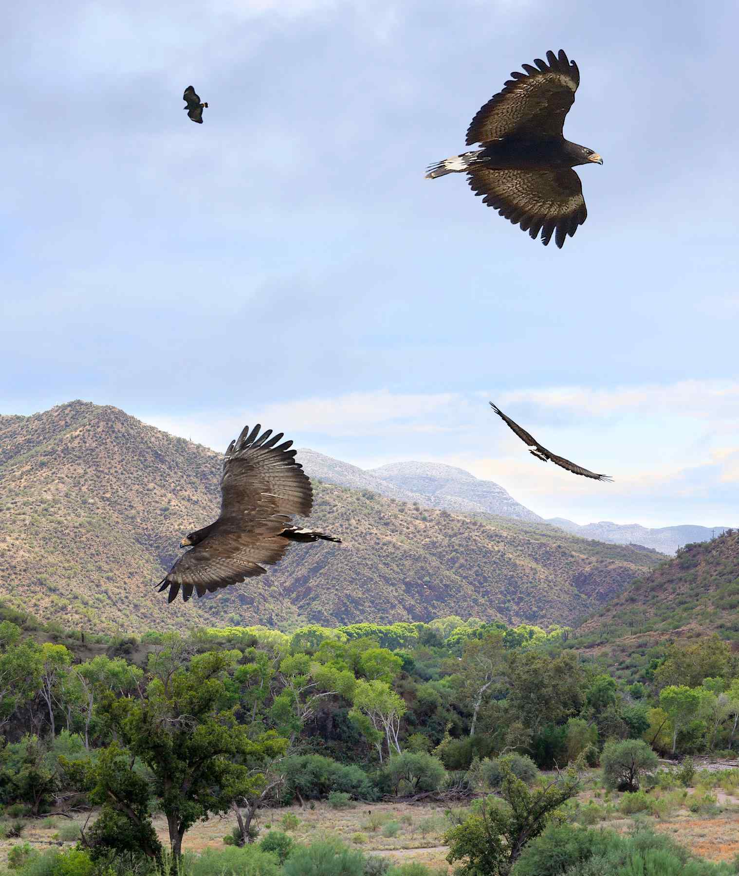 黑鹰（Black Hawk）是什么鸟？