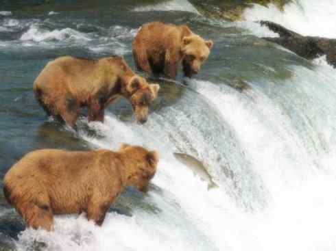 自然奇观：动物大迁徙(大马哈鱼)