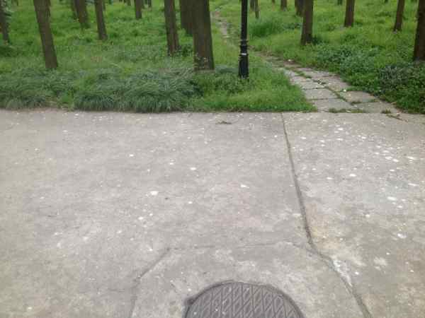 上海交通大学校园捣毁鸟窝事件真相