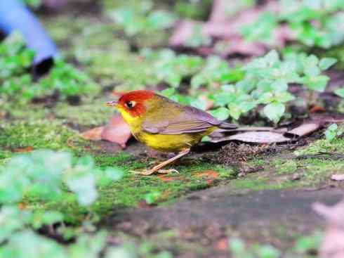 美丽无罪：雀鸟之地莺