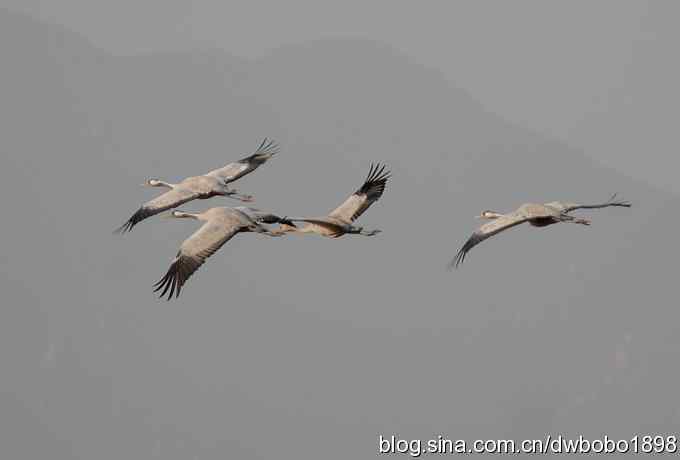落地大鵟让偶急
