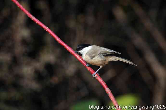 北京天坛公园的鸟类——沼泽山雀（3）