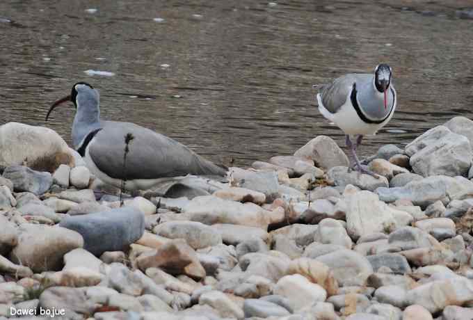 亚洲山地珍鸟:鹮嘴鹬 亚洲山地珍鸟:鹮嘴鹬