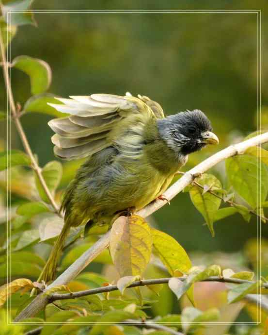 白头鹎和领雀嘴鹎
