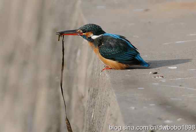 新年第一炮：小翠抓虾
