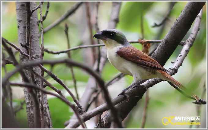 虎纹伯劳•暗灰鹃鵙【照片】 虎纹伯劳•暗灰鹃鵙【照片】