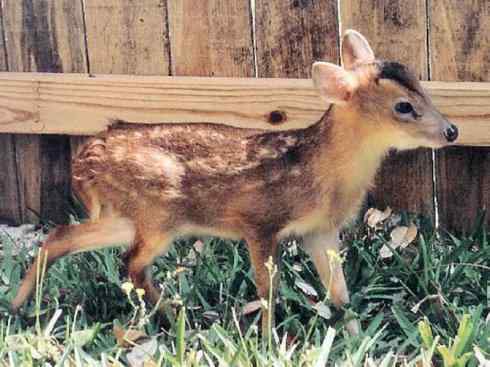 麒麟：传说的兽原型探秘（麂）