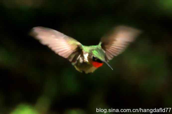 红玉喉北蜂鸟（6）