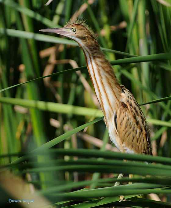 苇丛间的黄小鳽