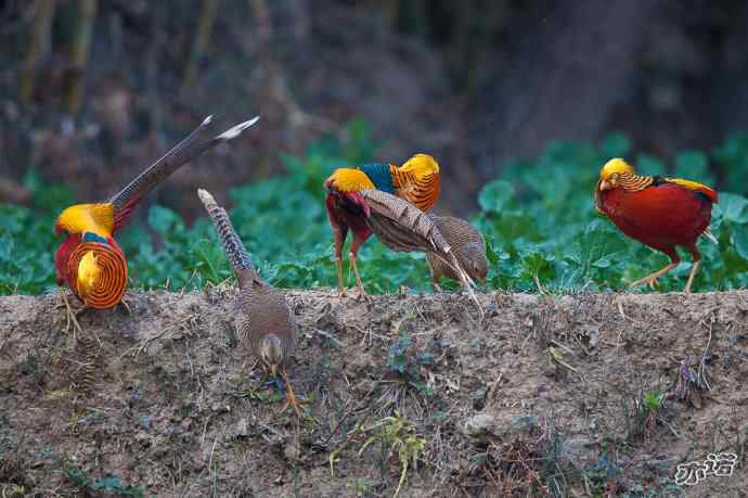 红腹锦鸡 wbr路 wbr有望当选为国鸟的鸟 红腹锦鸡 wbr路 wbr有望当选为国鸟的鸟