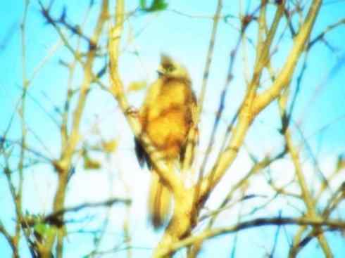 猎奇：十大奇异鸟类