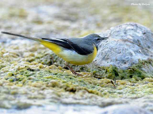 房山十渡(灰鹡鸰)