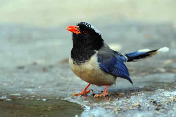 秃尾巴的红嘴蓝鹊