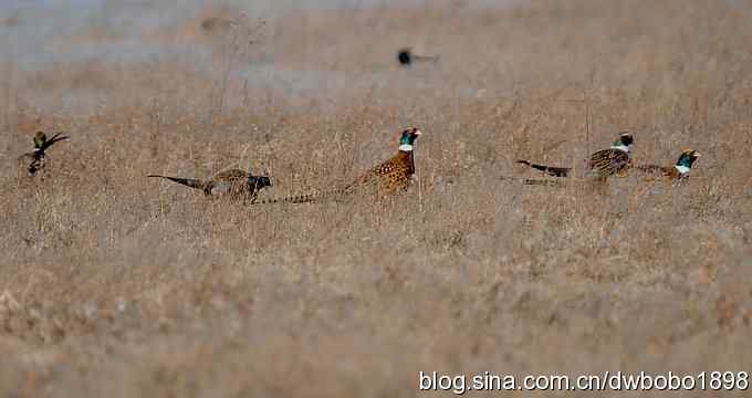 邂逅雉鸡群