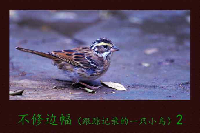 不修边幅（跟踪记录的一只小鸟）2