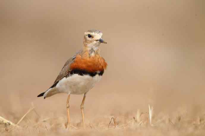 【春天的消息】（最先来到北京的迁徙排头兵---东方鸻）