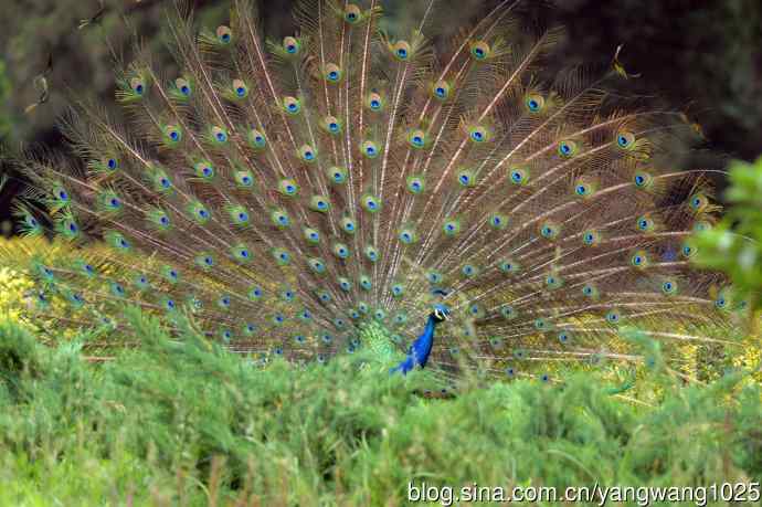 蓝孔雀(开屏) 蓝孔雀(开屏)