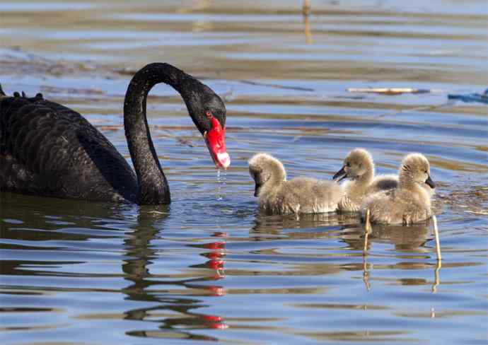 圆明园黑天鹅和她新出生的小宝宝