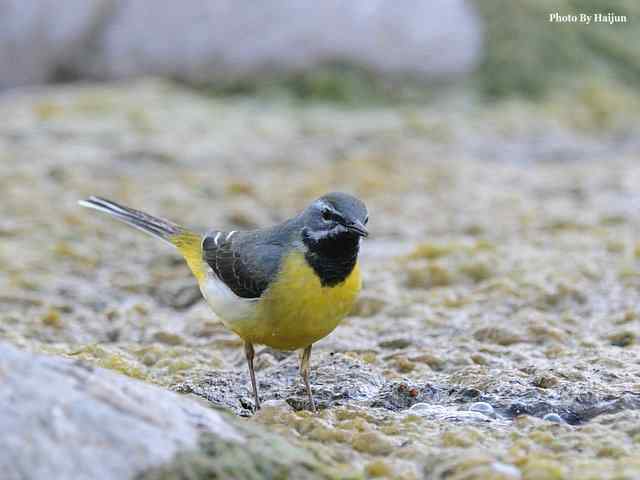 房山十渡(灰鹡鸰)