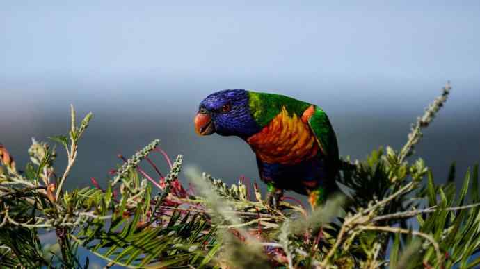 澳洲拍鸟鈥斺敳屎琊叙挠履