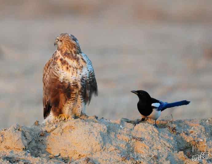 官厅水库&nbsp;wbr路&nbsp;wbr被喜鹊驱赶的毛脚鵟