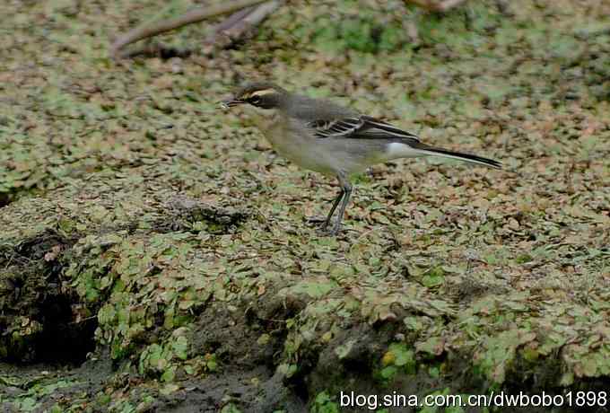 沙河水鸟乐拍 沙河水鸟乐拍