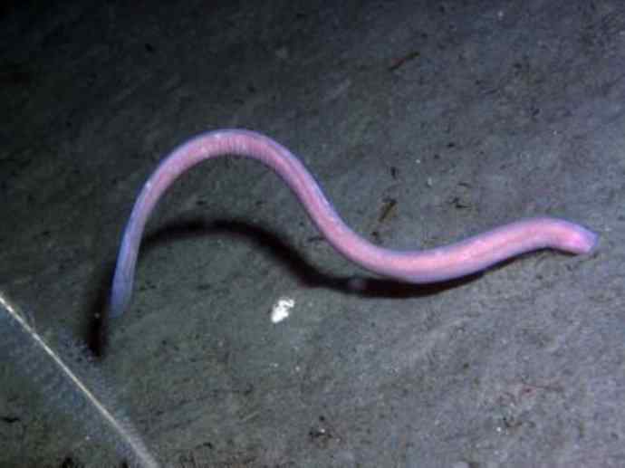 鱼类活化石：盲鳗