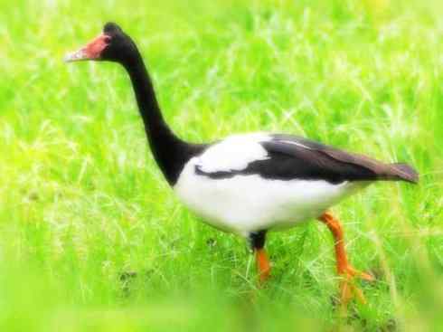 奇特的盔：鹊雁