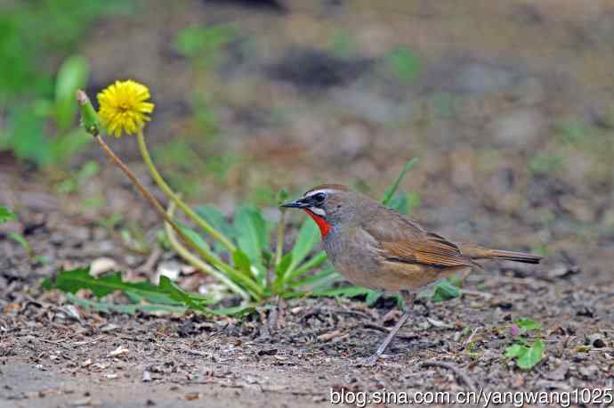 红喉歌鸲(11) 红喉歌鸲(11)
