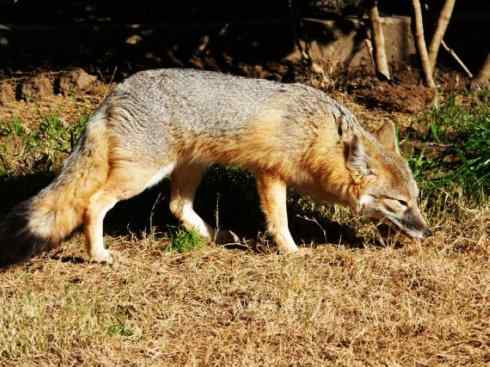 犬科：狐亚科伪狐属之阿根廷狐、山狐、达尔文狐