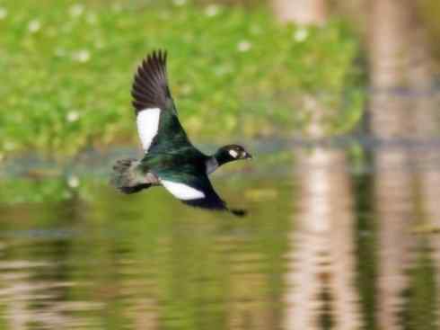 欣赏：美丽的栖鸭2