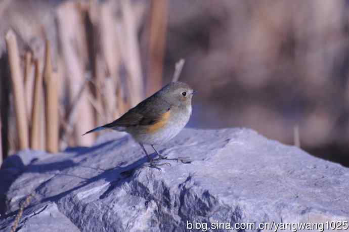 变焦（70-300）拍鸟儿【原版片】