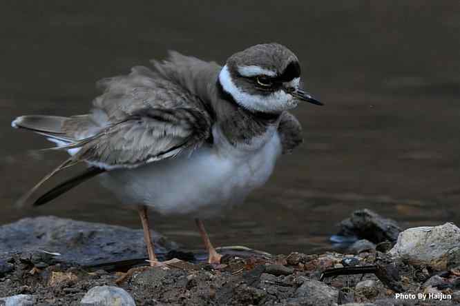鸟为悦己者容(长嘴剑鸻梳妆)