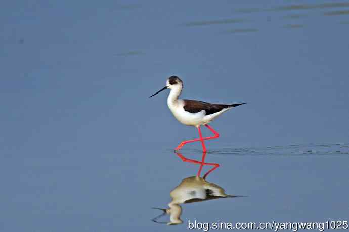 黑翅长脚鹬（2）