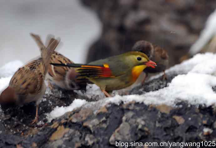 雪中相思鸟 wbr1