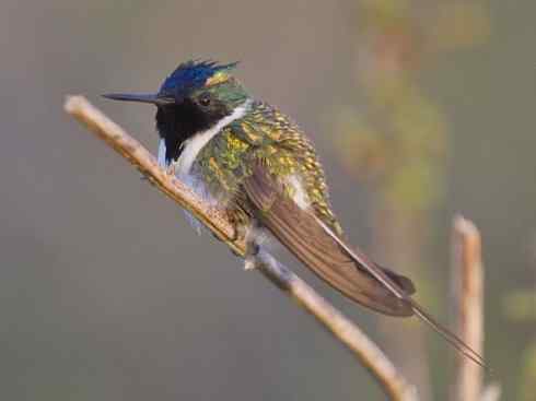 鸟类之最:角蜂鸟