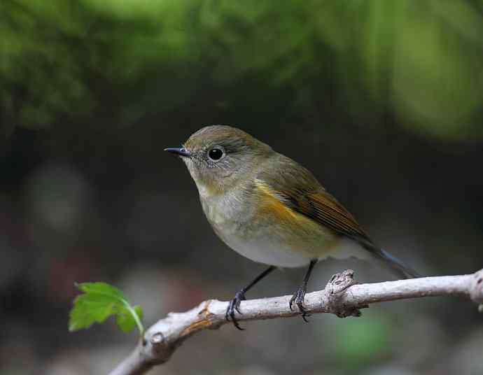 虎斑地鸫夜色中现身 wbr神坛威名依旧