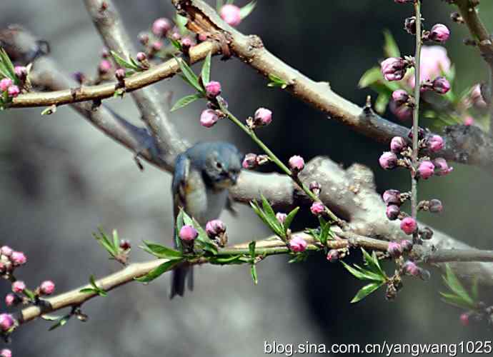 洗浴与梳理（纪实）