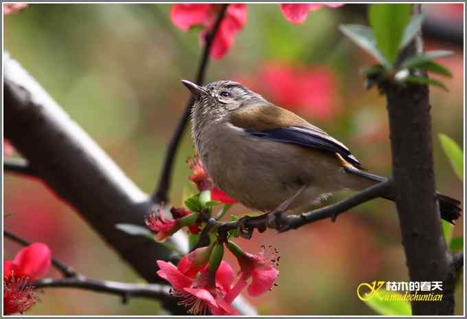 海棠花间的鈥溊冻嵯ｐ题潯菊掌