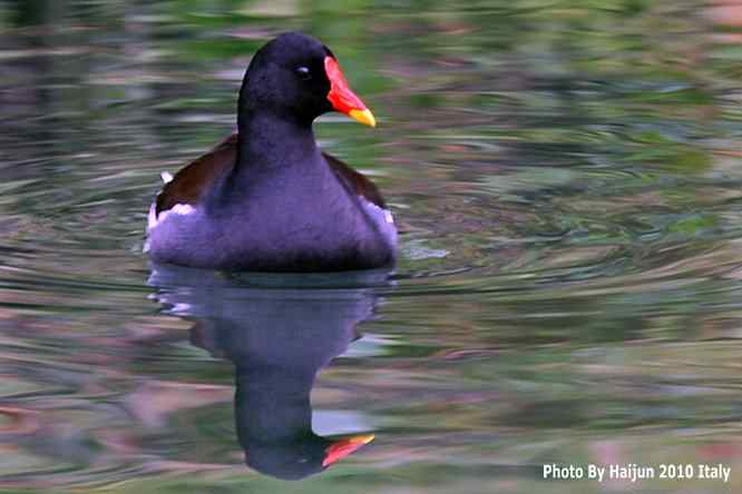 【亚平宁半岛之旅 wbr. wbr趣拍黑水鸡】
