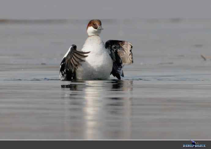弱肉强食：白秋沙追抢小 wbr口中夺鱼