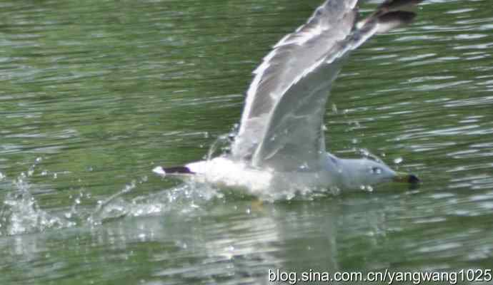 海鸥（抓拍）